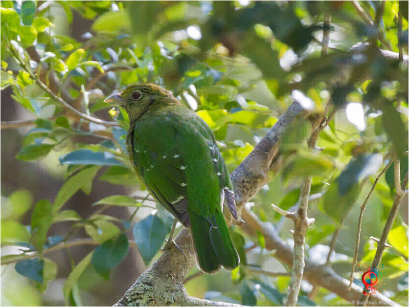 Green Catbird at Wombolly