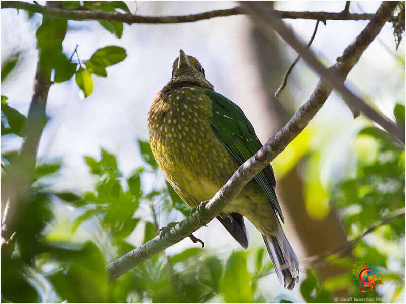 Green Catbird at Wombolly