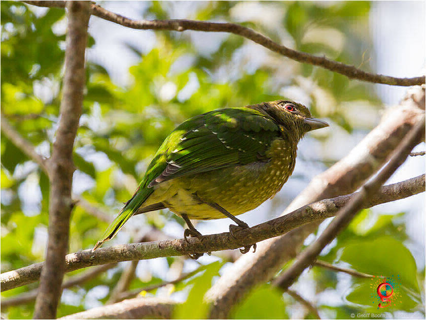 Green Catbird at Wombolly