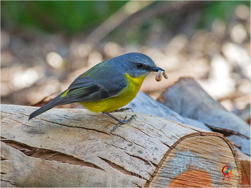 Eastern Yellow Robin at Wombolly