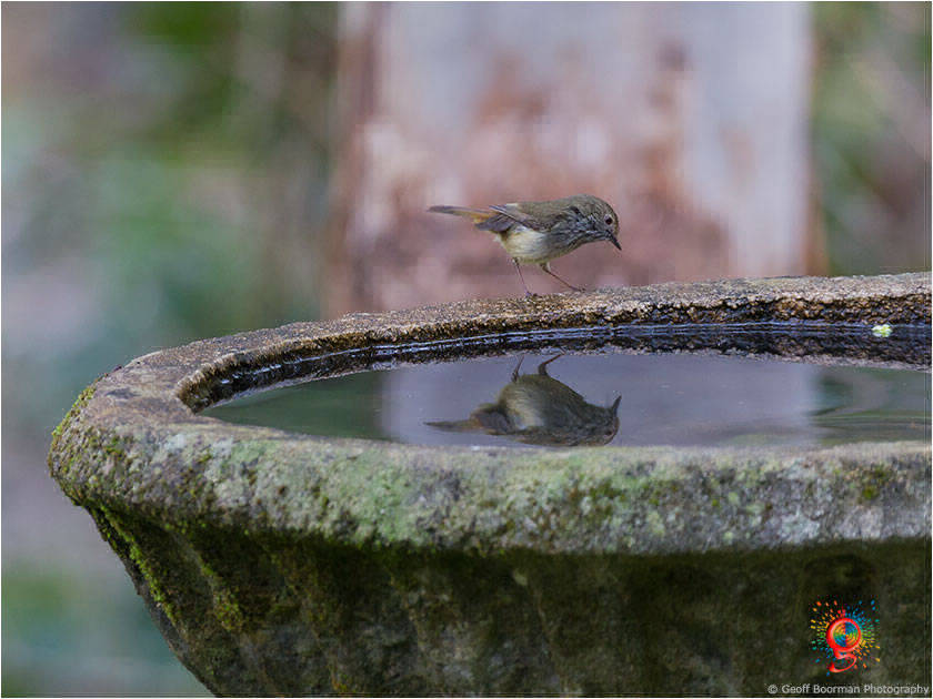 Brown Thornbill at Wombolly