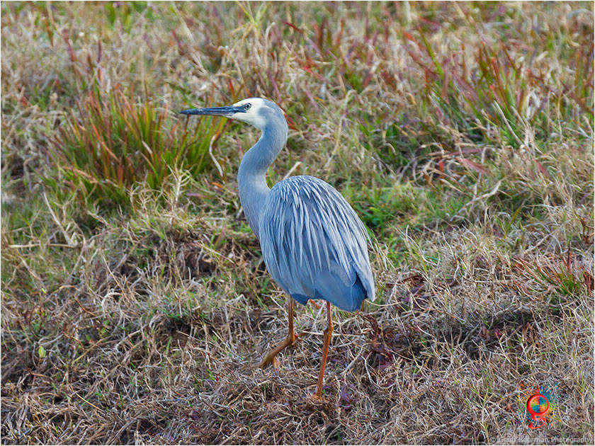 White-faced Heron at Wombolly