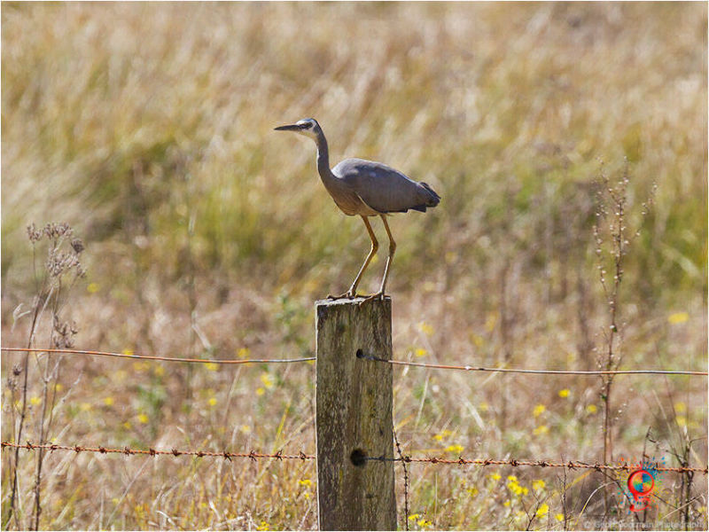White-faced Heron at Wombolly