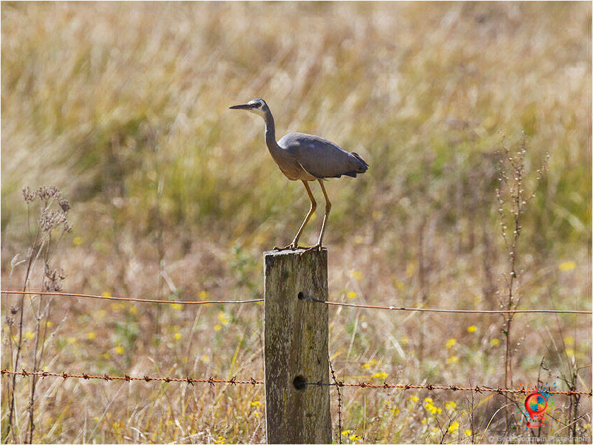 White-faced Heron at Wombolly