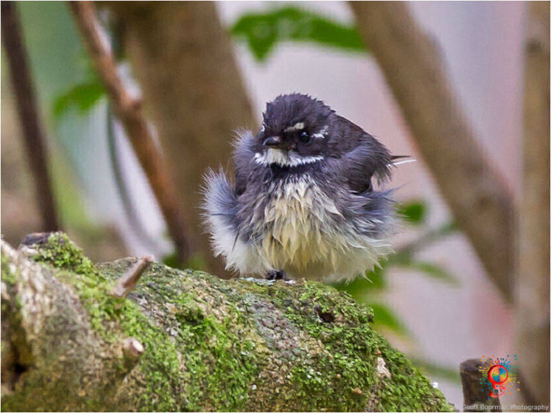 Grey Fantail at Wombolly