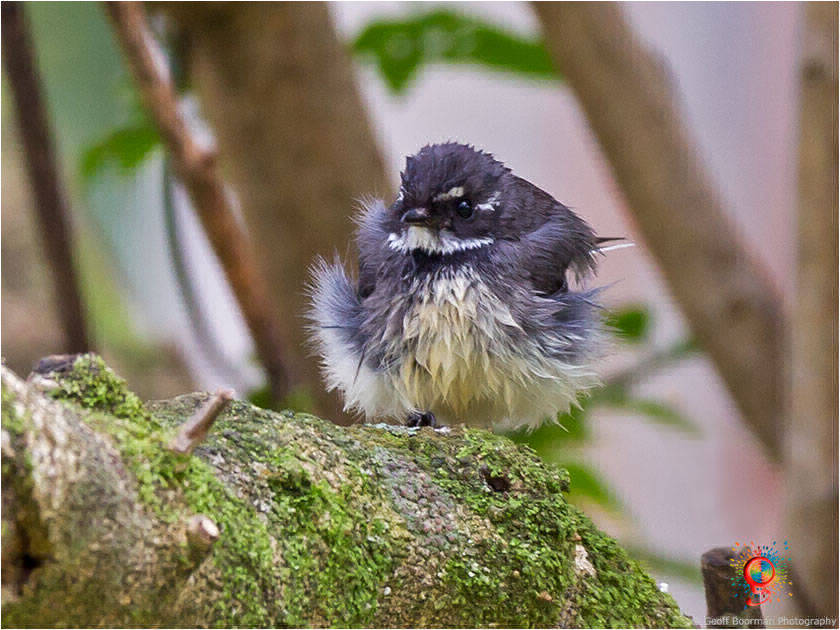 Grey Fantail at Wombolly