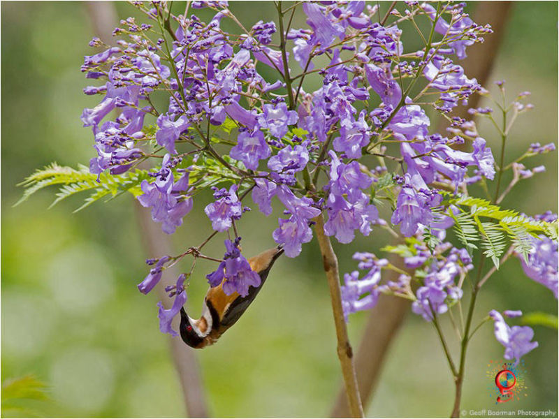 Eastern Spinebill at Wombolly