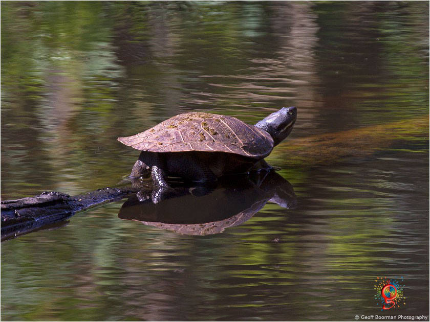 Turtles at Wombolly