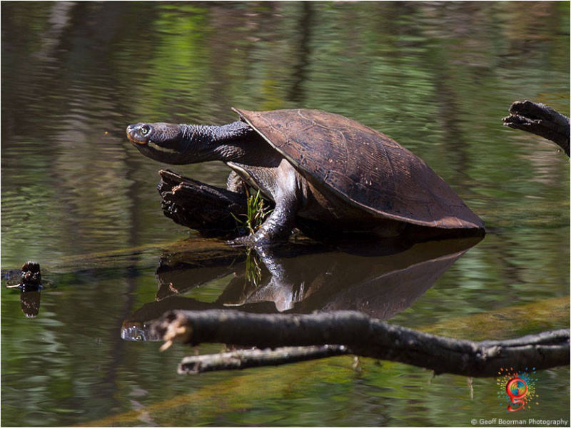 Turtles at Wombolly