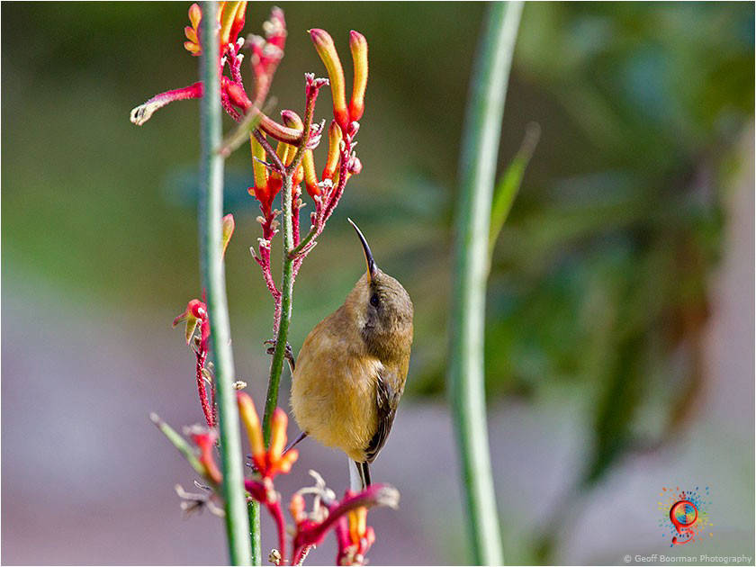 Immature Eastern Spinebill