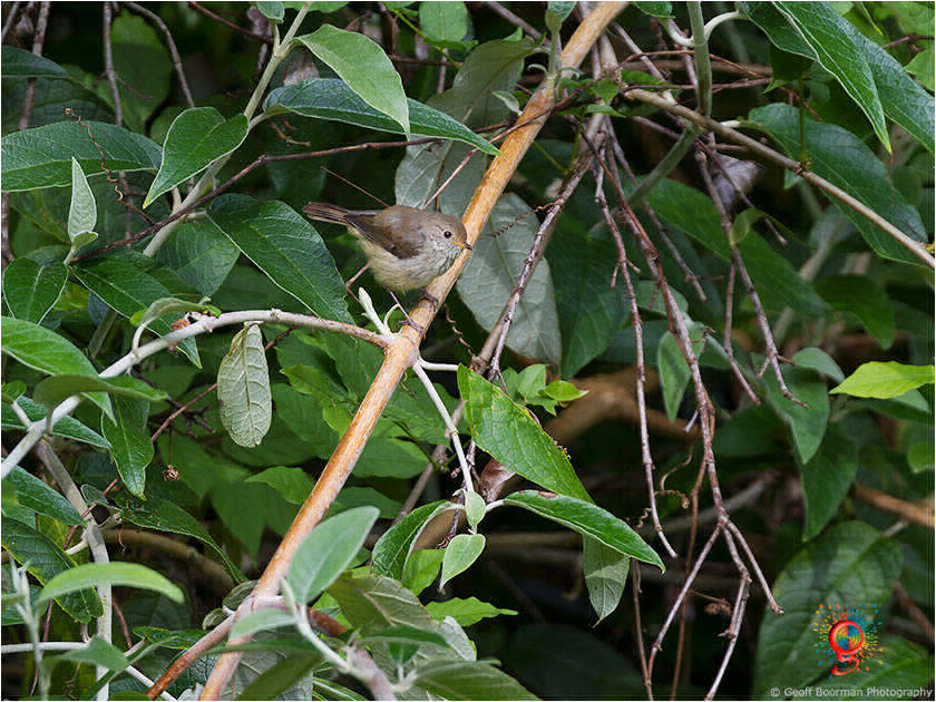 Brown Thornbill at Wombolly