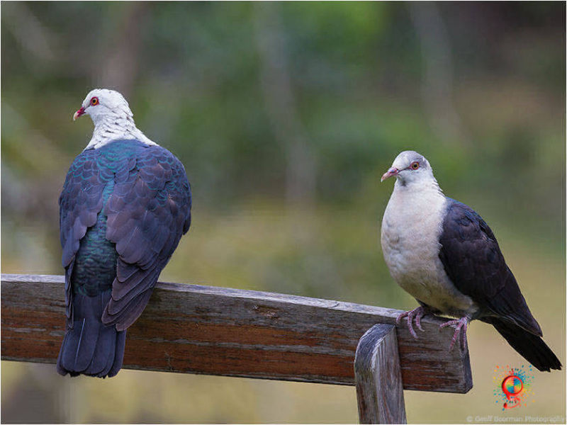 White-headed Pigeons at Wombolly