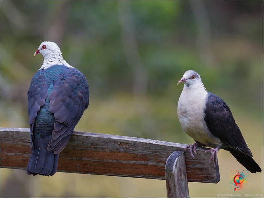 White-headed Pigeons at Wombolly