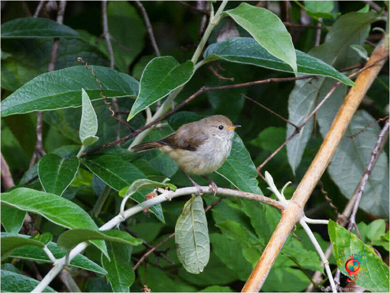 Brown Thornbill at Wombolly