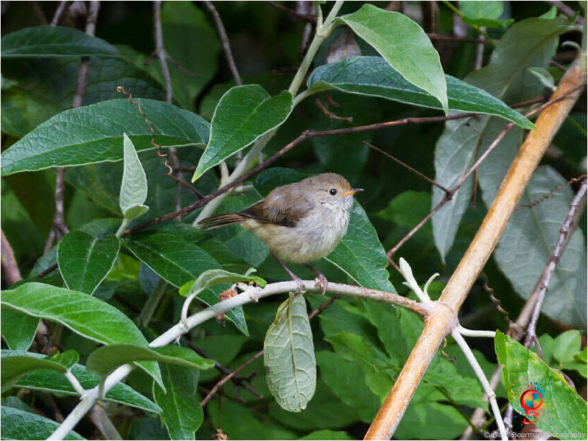 Brown Thornbill at Wombolly