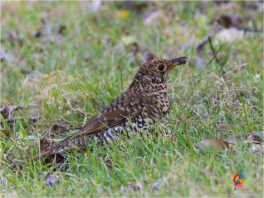 Bassian Thrush at Wombolly