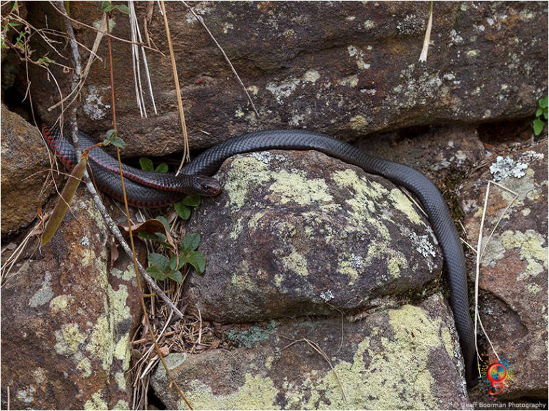 Red-bellied Black Snakes at Wombolly