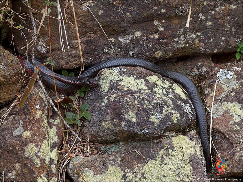 Red-bellied Black Snakes at Wombolly