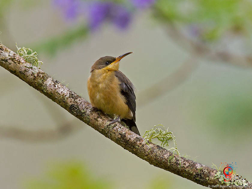 Immature Eastern Spinebill