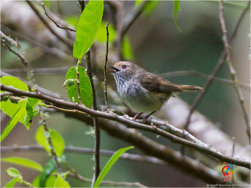 Brown Thornbill at Wombolly