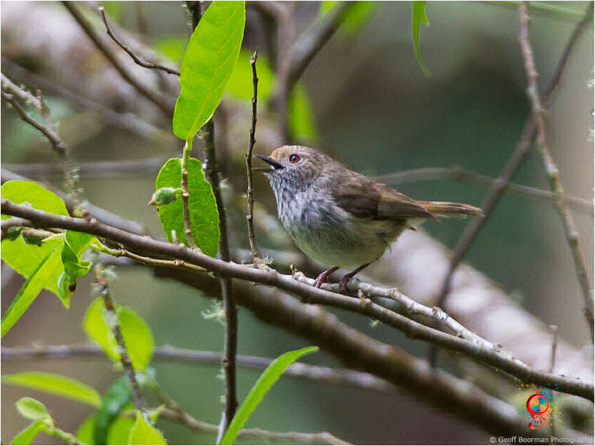 Brown Thornbill at Wombolly