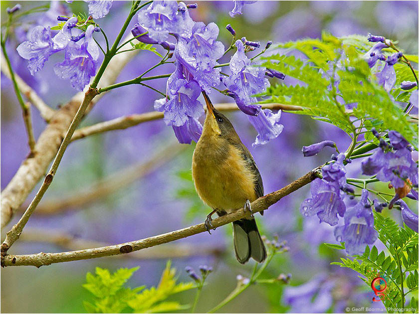Immature Eastern Spinebill