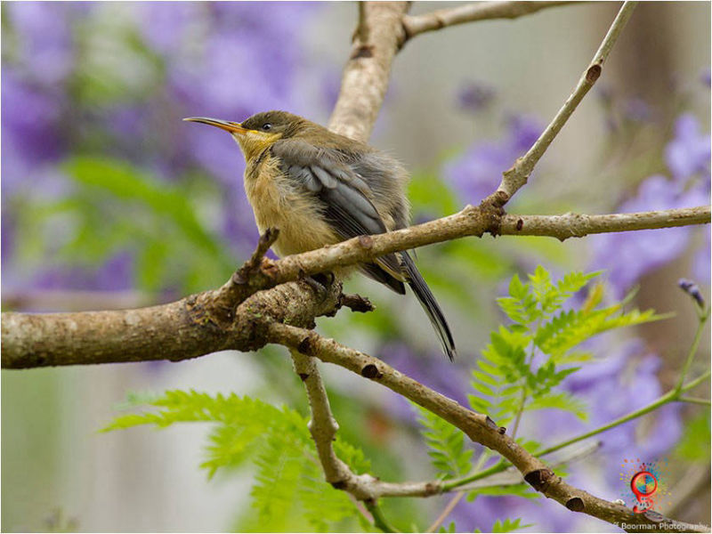 Immature Eastern Spinebill