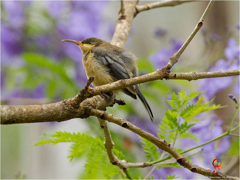 Immature Eastern Spinebill