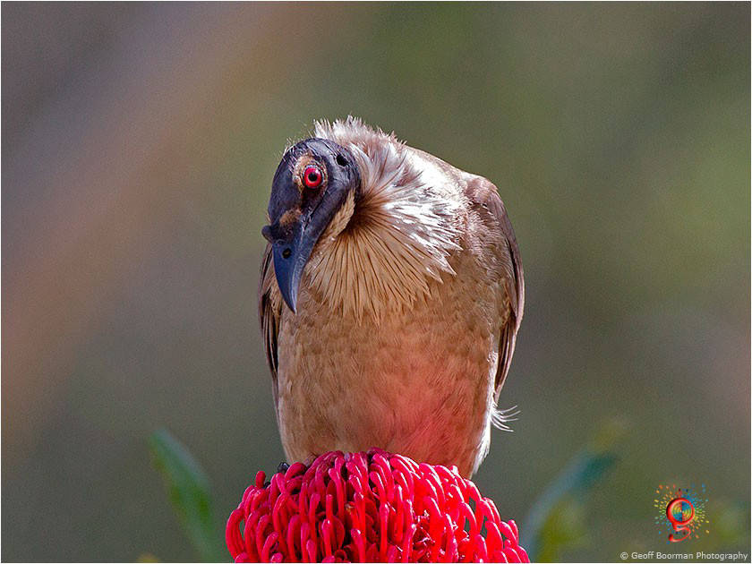 Noisy Friarbird at Wombolly