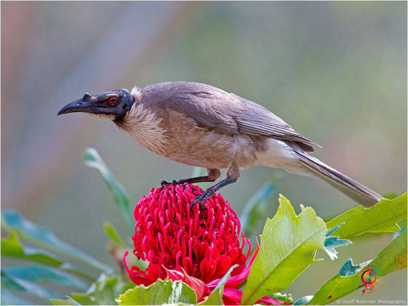 Noisy Friarbird at Wombolly