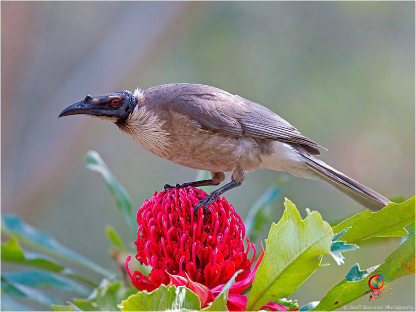 Noisy Friarbird at Wombolly