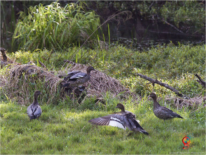 Australian Wood-duck at Wombolly