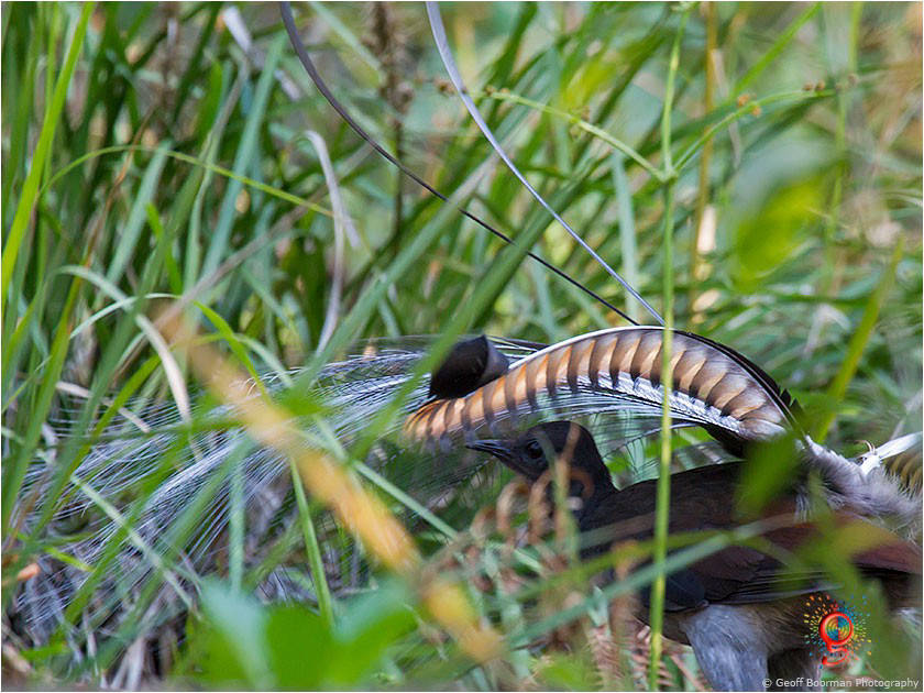Superb Lyrebird at Wombolly
