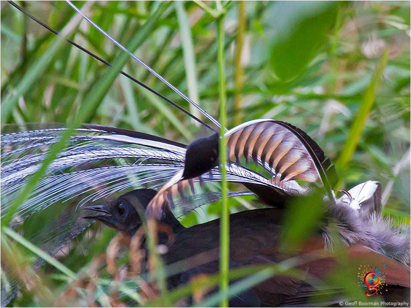 Superb Lyrebird at Wombolly