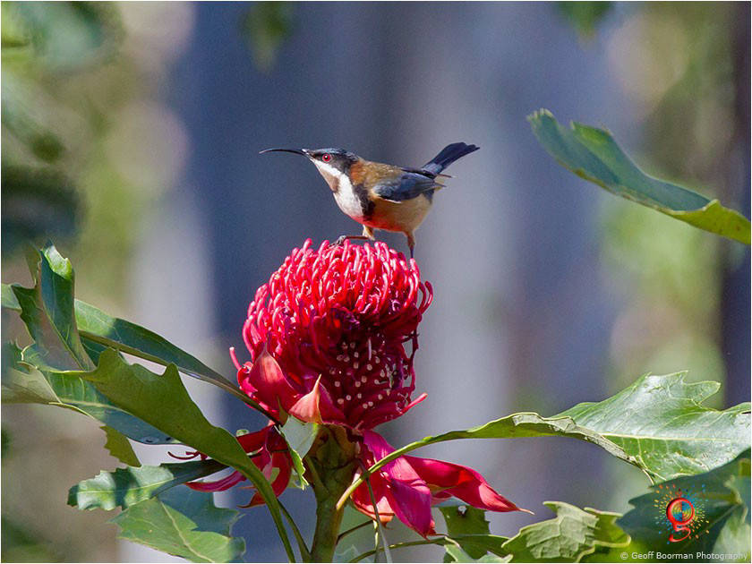 Eastern Spinebill at Wombolly