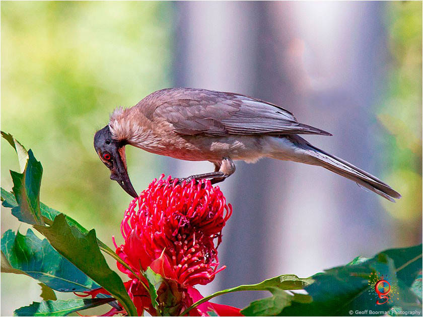 Noisy Friarbird at Wombolly