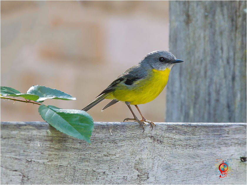 Eastern Yellow Robin at Wombolly