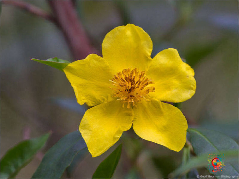 Flora at Wombolly
