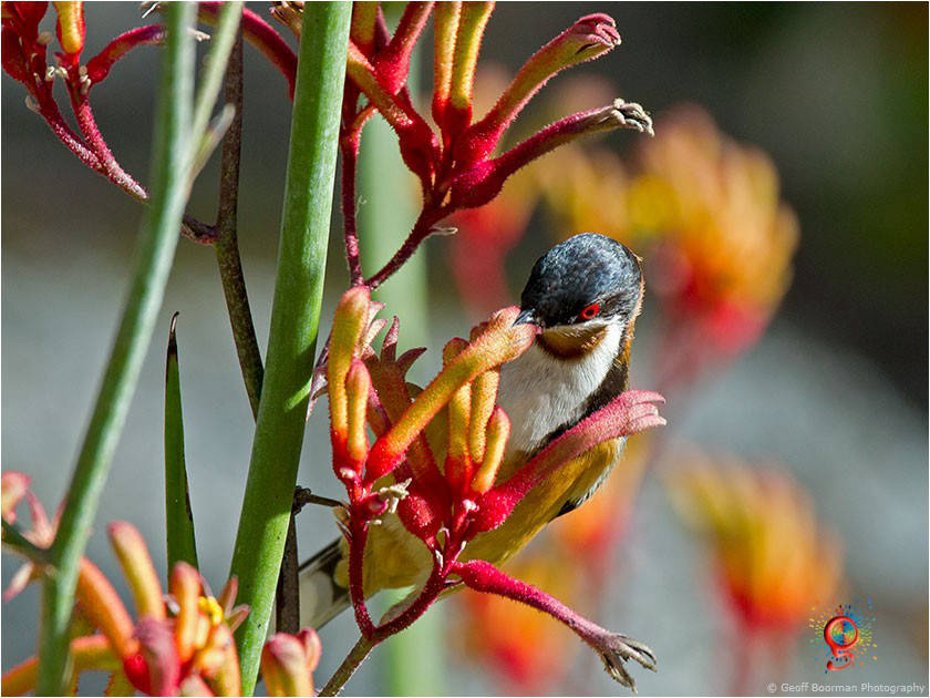 Eastern Spinebill