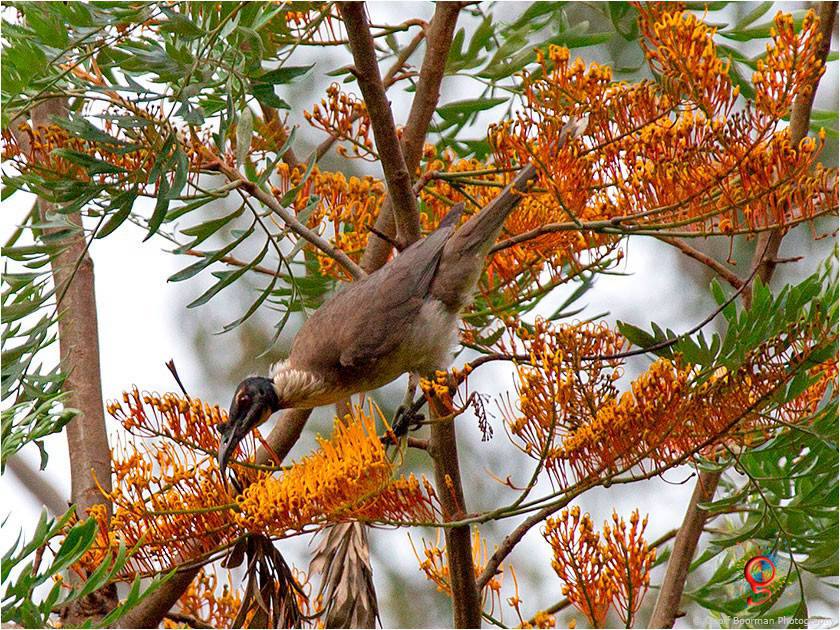 Noisy Friarbird at Wombolly