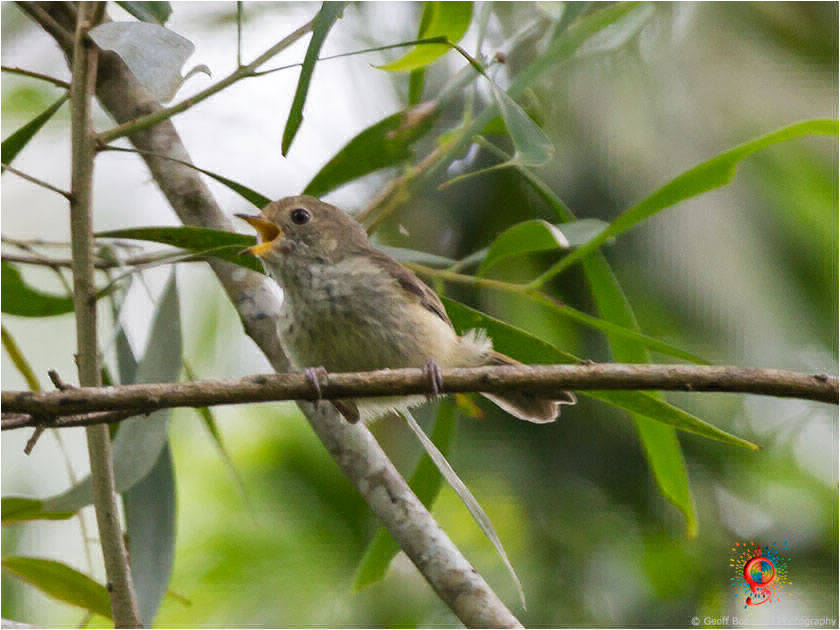 Brown Thornbill at Wombolly