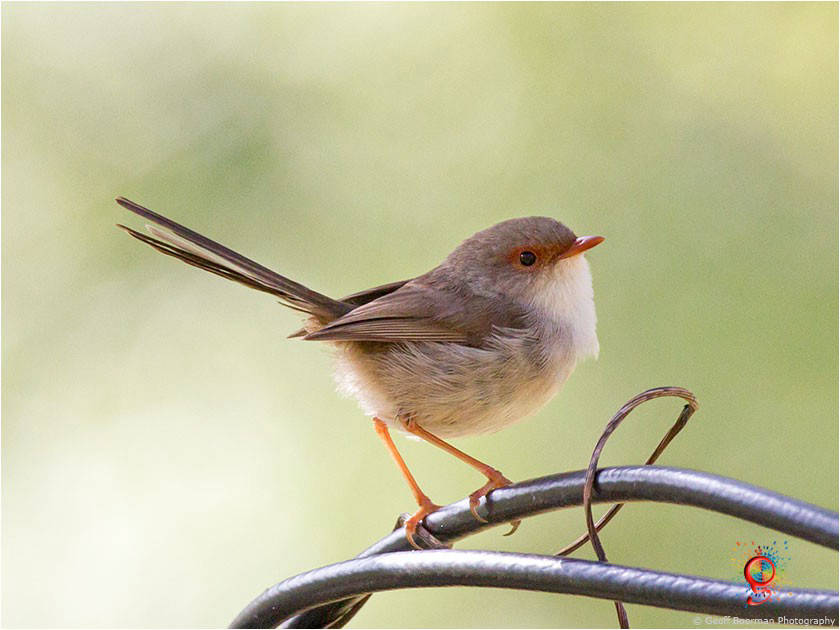 Female Superb Fairy-wren at Wombolly
