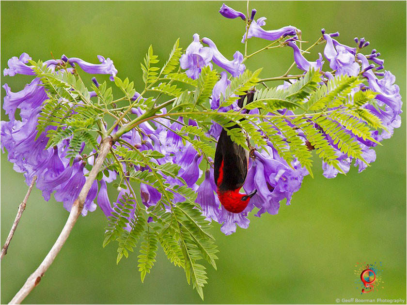 Scarlet Honeyeater