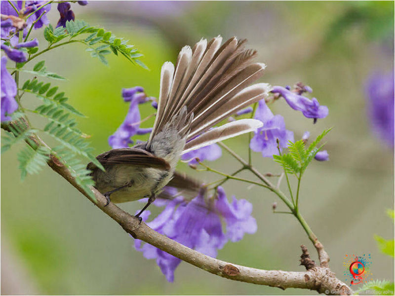 Grey Fantail at Wombolly