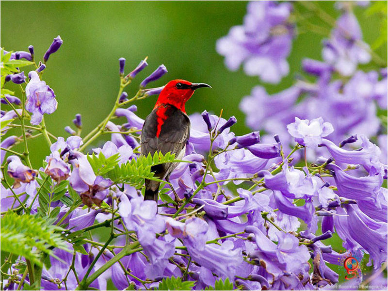 Scarlet Honeyeater