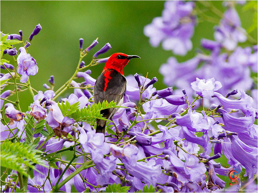 Scarlet Honeyeater