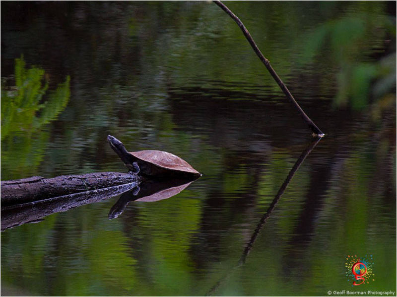 Turtles at Wombolly