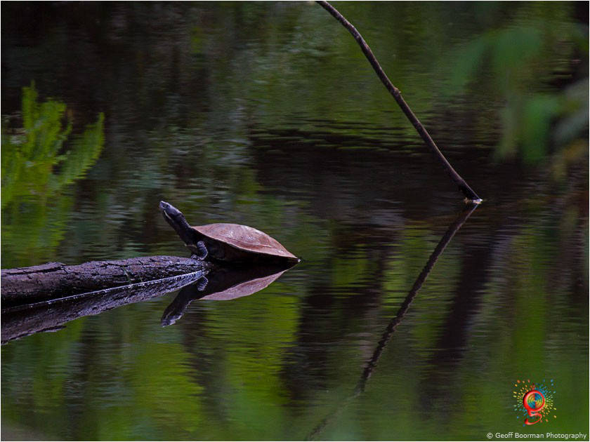 Turtles at Wombolly