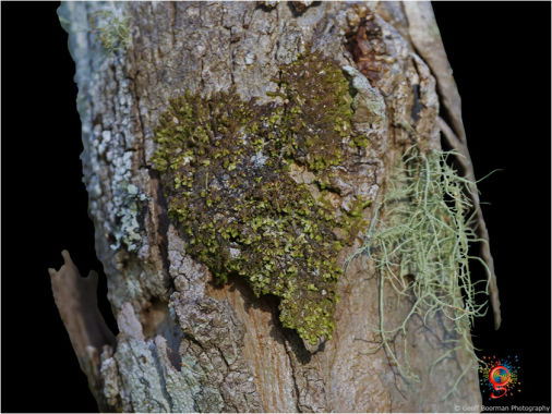 Treescapes at Wombolly