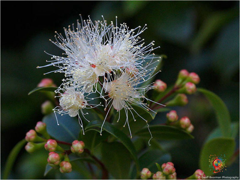 Flora at Wombolly